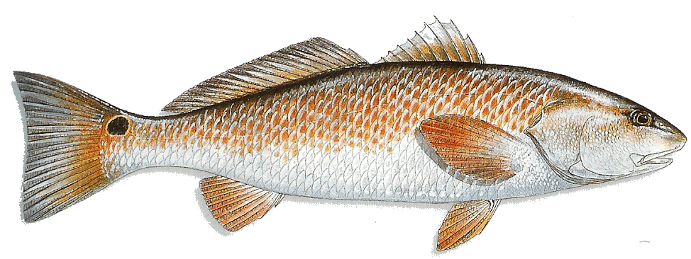 red fish